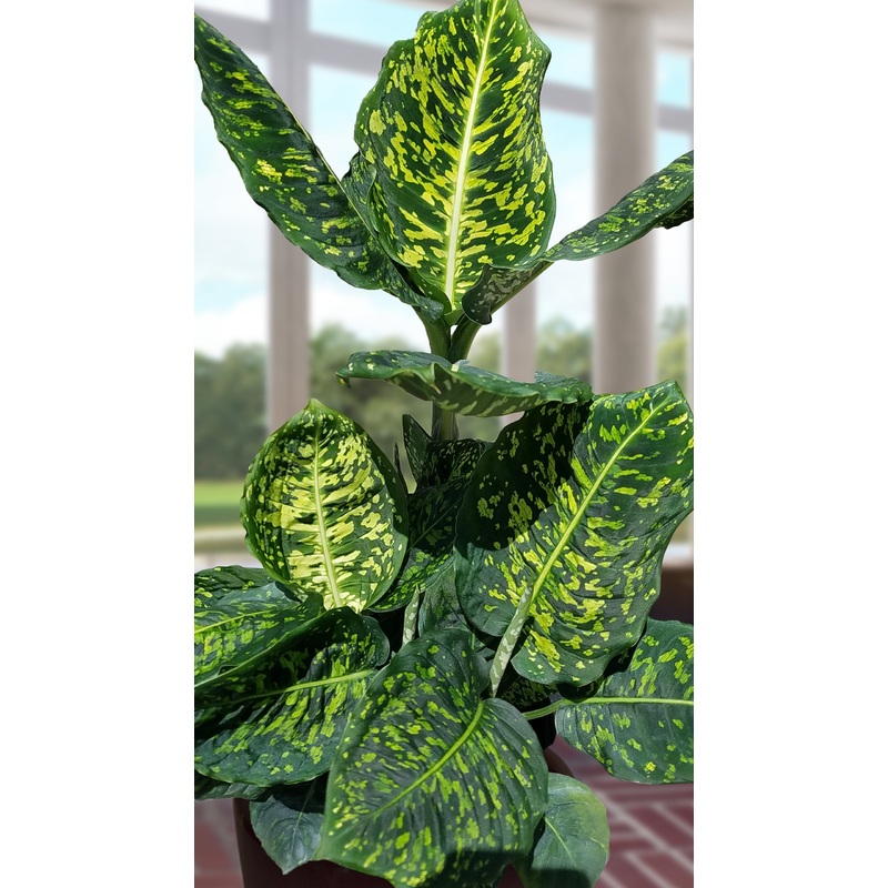 Dieffenbachia Reflector (Dieffenbachia hybrid)