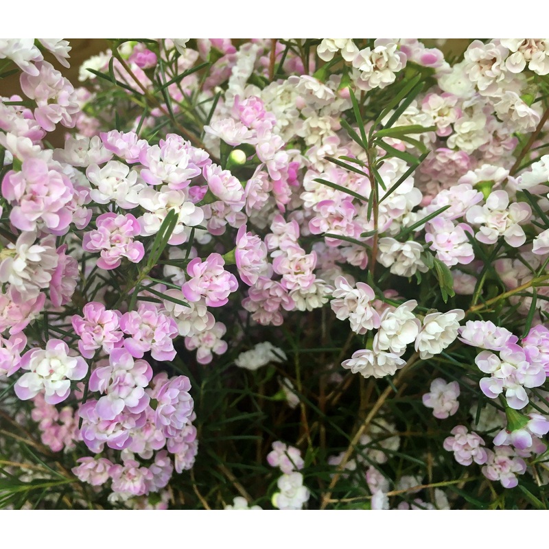 Double Pink Waxflower (Chamelaucium uncinatum Dancing Queen)