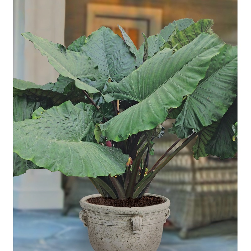 Elephant Ear Sumo (Alocasia hybrid)