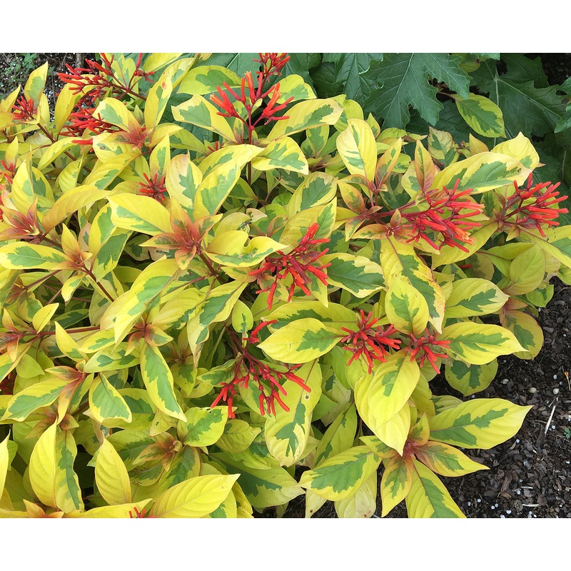 Firebush Lime Sizzler PP (Hamelia patens Grelmsiz)
