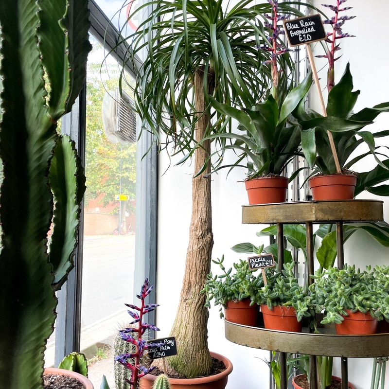Giant Ponytail Palm – Beaucarnea recurvata