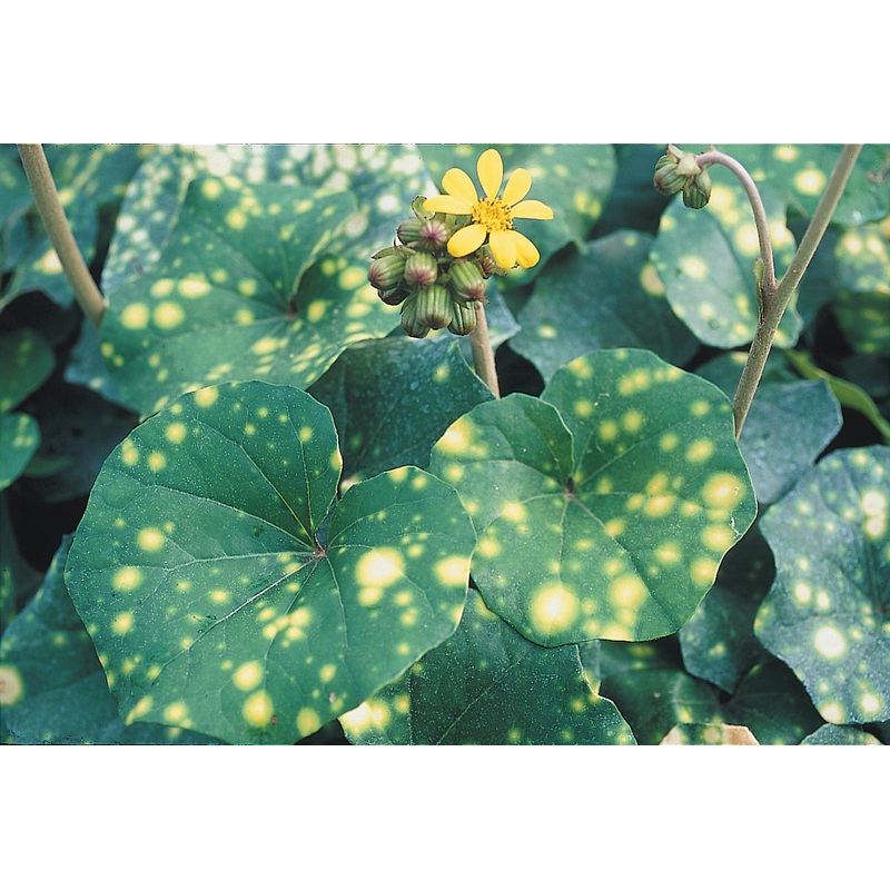 Leopard Plant (Farfugium japonicum Aureo-maculata)