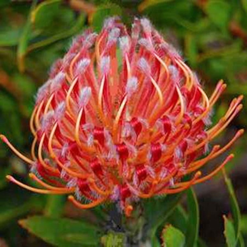 Leucospermum Tango (Leucospermum hybrid)