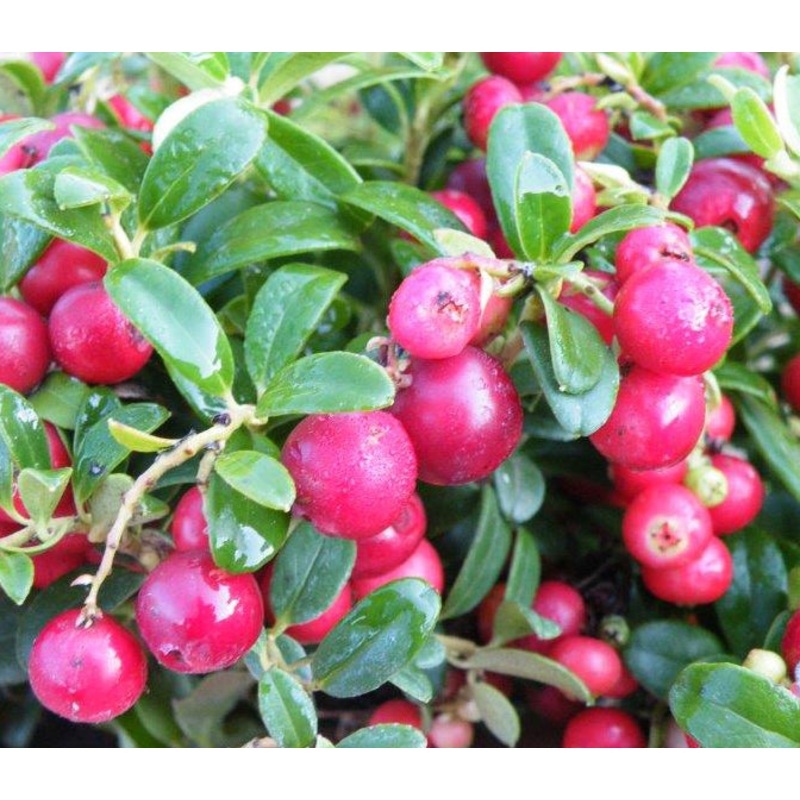 Lingonberry ‘Red Sunset’ PP (Vaccinium vitis-idaea)