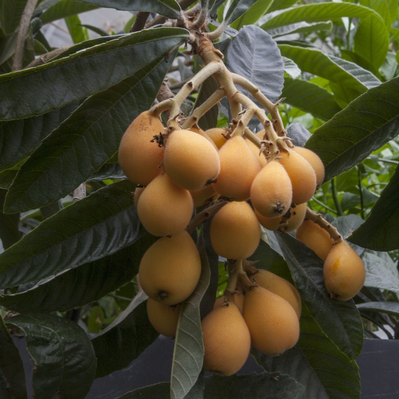 Loquat Gold Nugget’ hybrid (Eriobotrya japonica)
