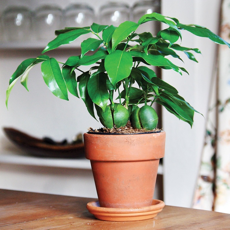 Lucky Bean Plant (Castanospermum australe)