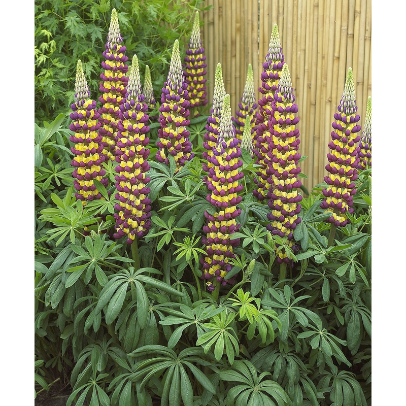 Lupine Manhattan Lights PP (Lupinus hybrid)