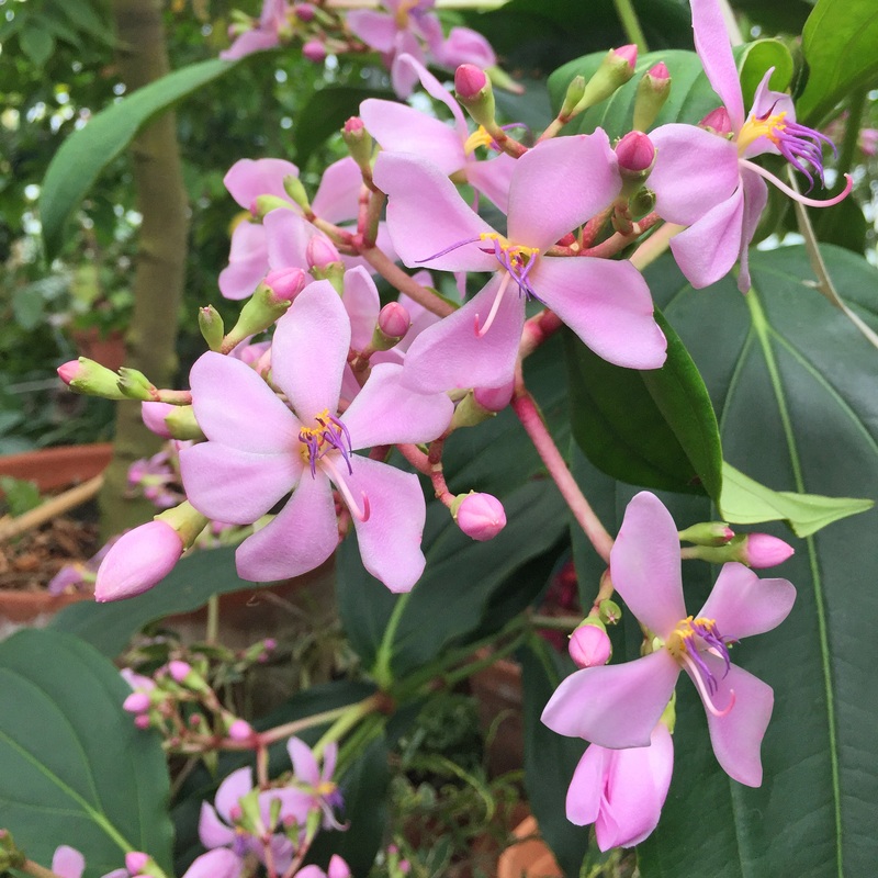 Medinilla Philippine Pink (Medinilla apoensis)