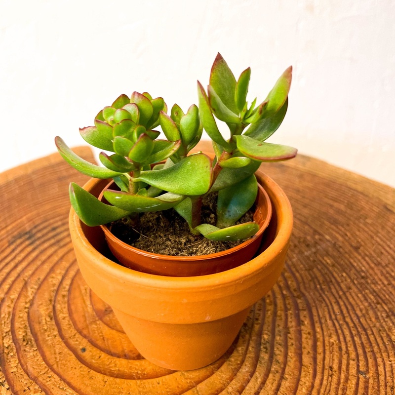Mini Jade Plant – Crassula ovata
