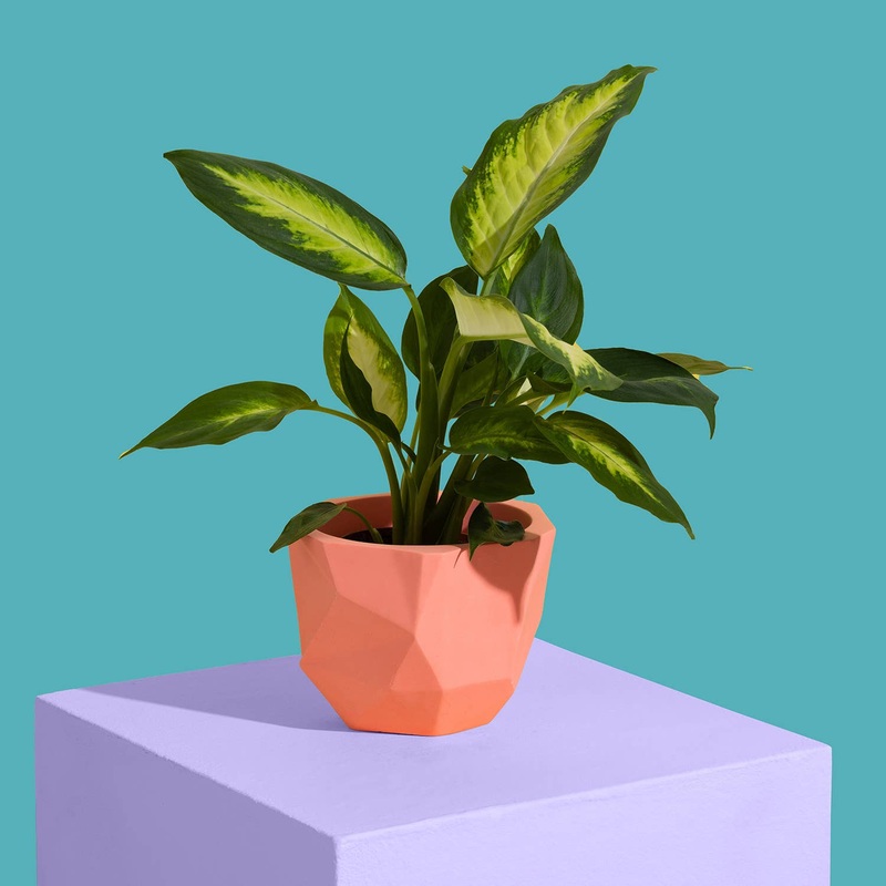 Orange Block Colour Plant Pot – Medium