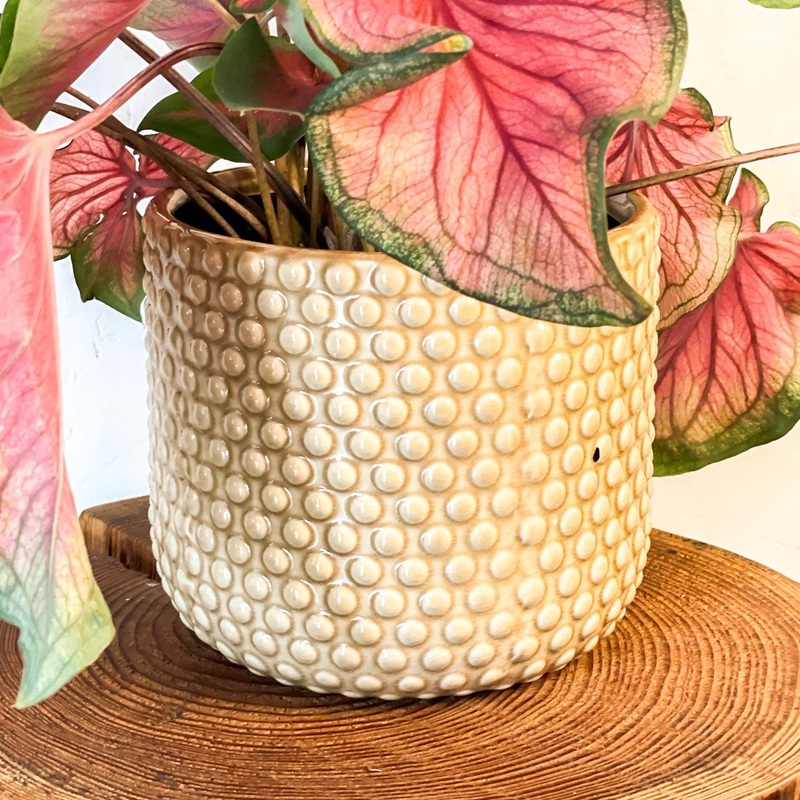 Painted Mustard-Brown Planter with Raised Dots – 15cm