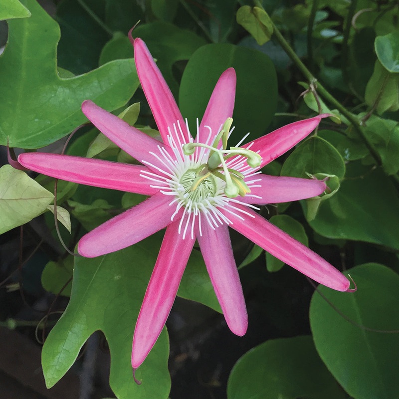 Passion Flower Kew Gardens (Passiflora hybrid)