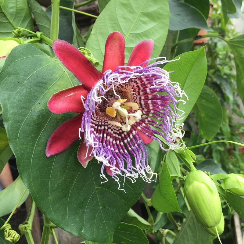 Passion Flower Purple Tiger (Passiflora x decaisnenana hybrid)