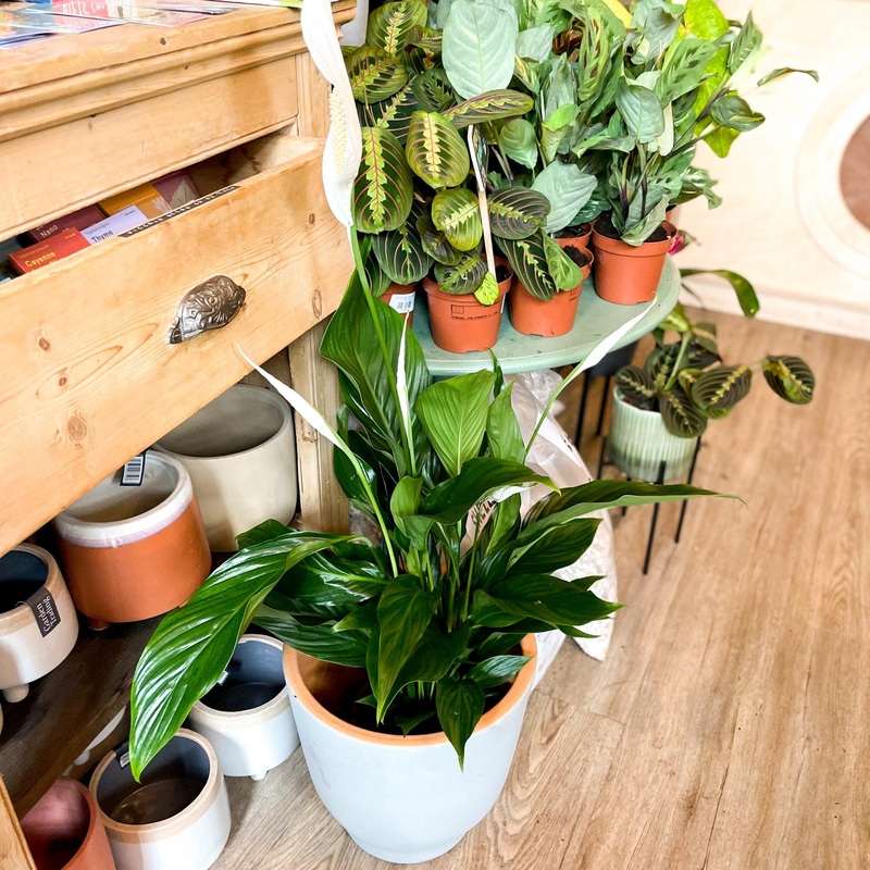 Peace Lily – Spathiphyllum wallisii ‘Verdi’