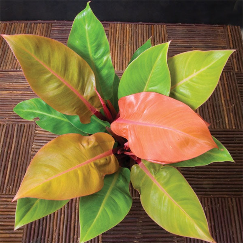 Philodendron Prince of Orange PP (Philodendron hybrid)
