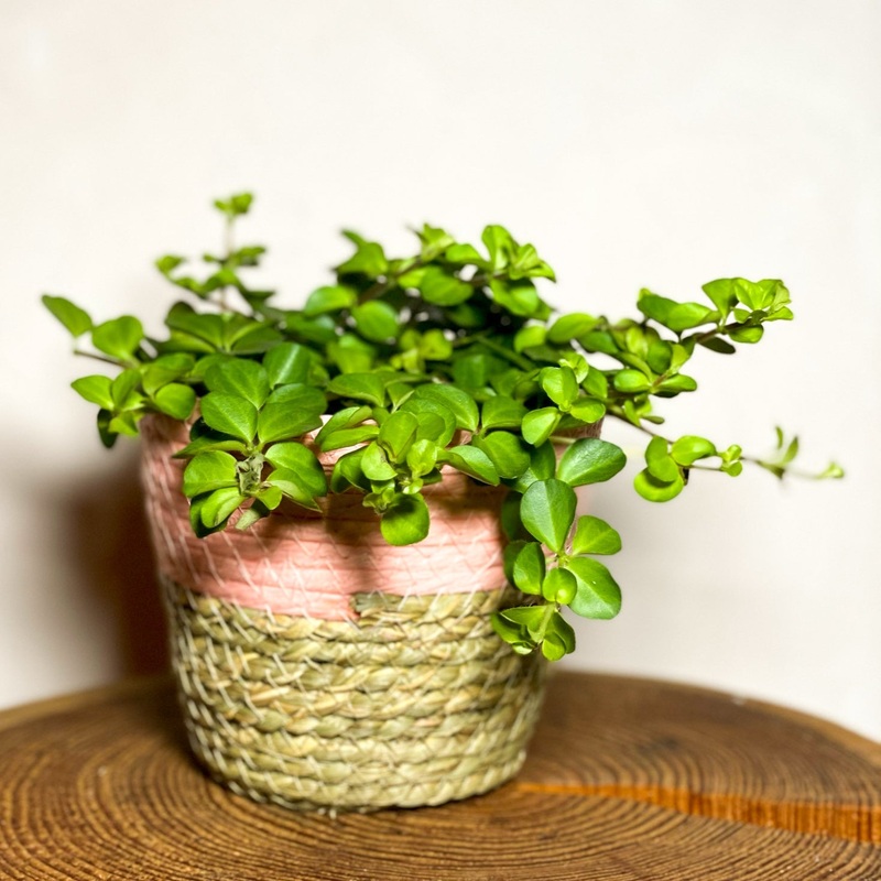 Pink Basket Planters|12cm|13cm|15cm|17cm