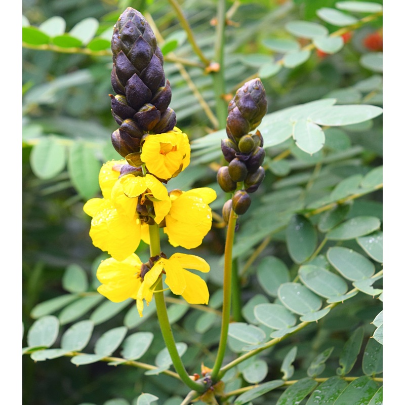 Popcorn Cassia (Cassia didymobotrya)