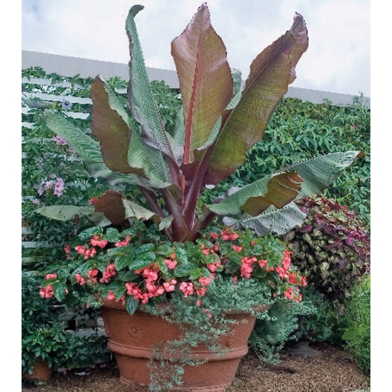 Red Abyssinian Banana (Ensete ventricosum Maurelii)