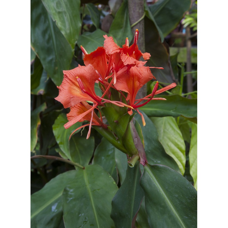 Red Butterfly Ginger (Hedychium greenii)