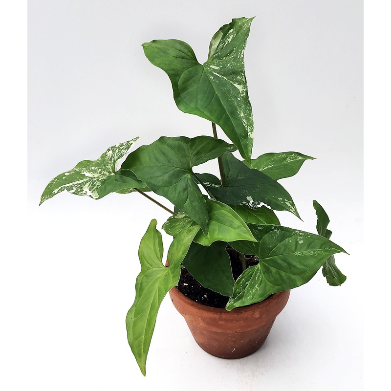 Reverted Arrowhead Vine (Reverted Syngonium podophyllum  Albo-variegatum)
