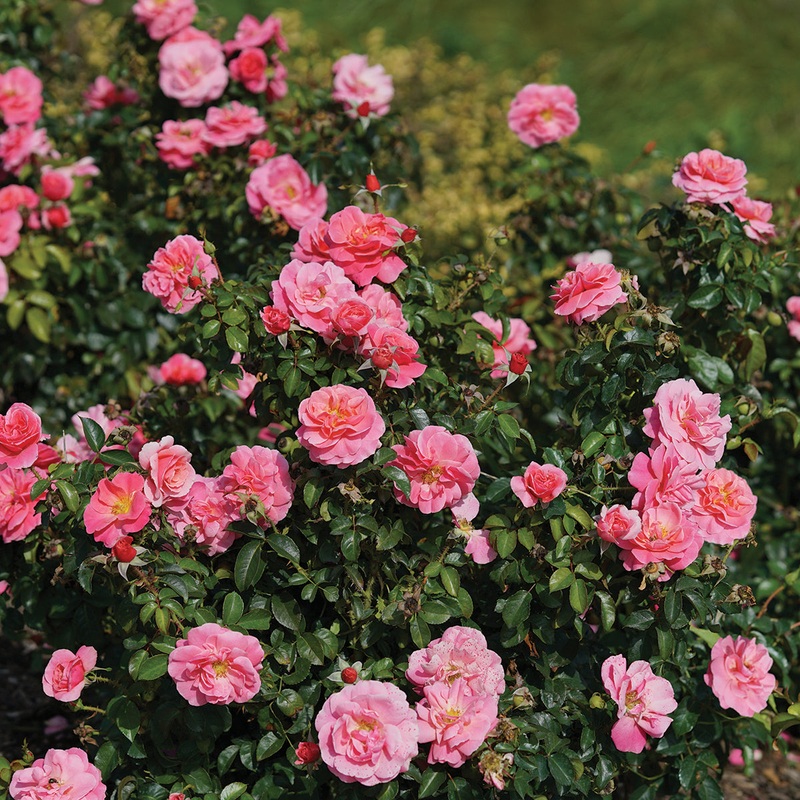 Rose Livin La Vida PP (Rosa hybrid)
