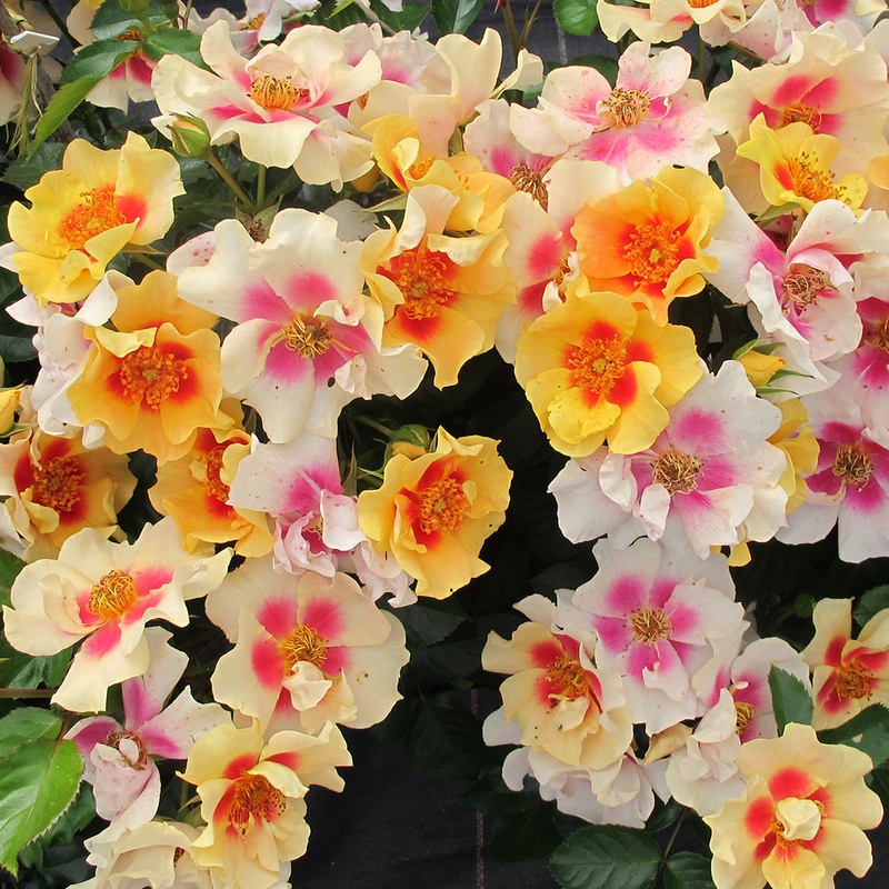 Rose Ringo PP (Rosa hybrid)