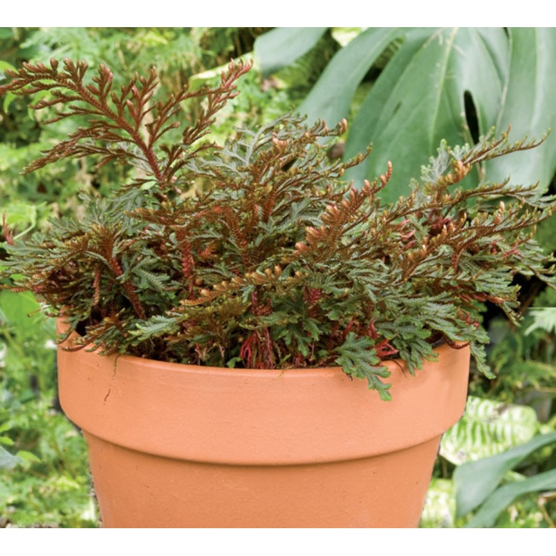 Ruby Red Club Moss (Selaginella erythropus Sanguinea)