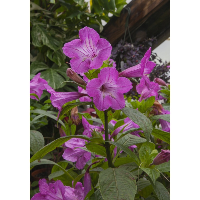 Ruellia Christmas Pride (Ruellia macrantha)