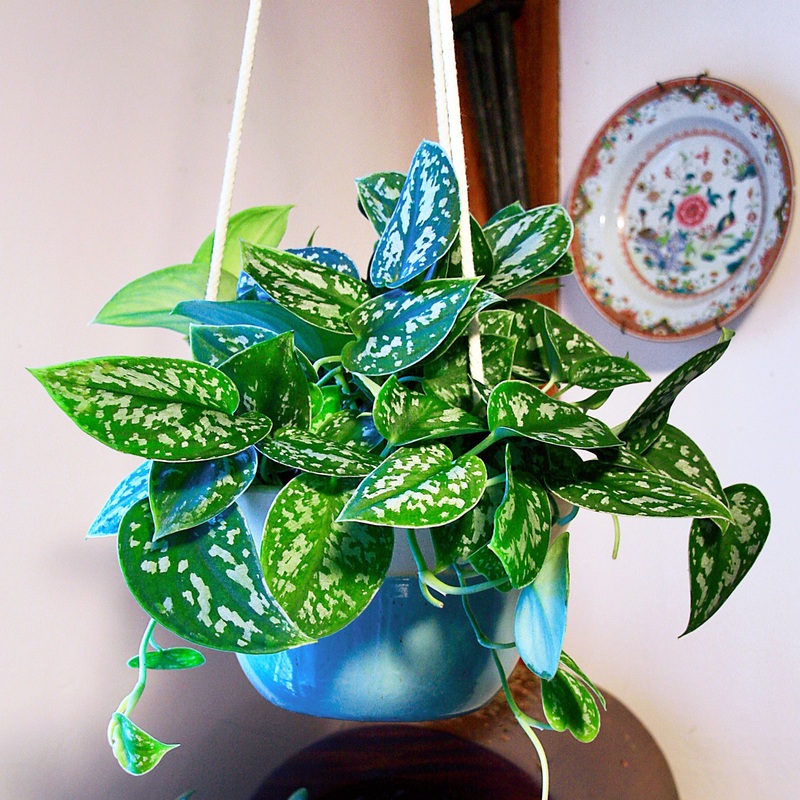 Satin Pothos Argyraeus (Scindapsus pictus hybrid)
