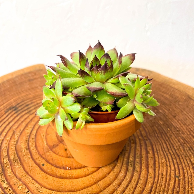 Sempervivum