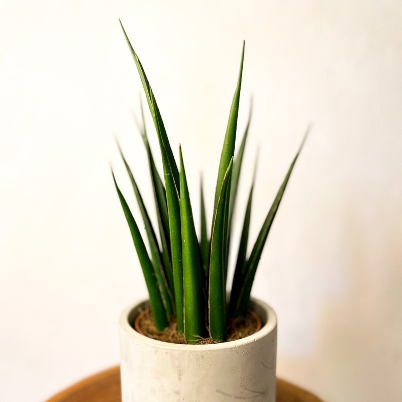 Snake Plant – Sansevieria