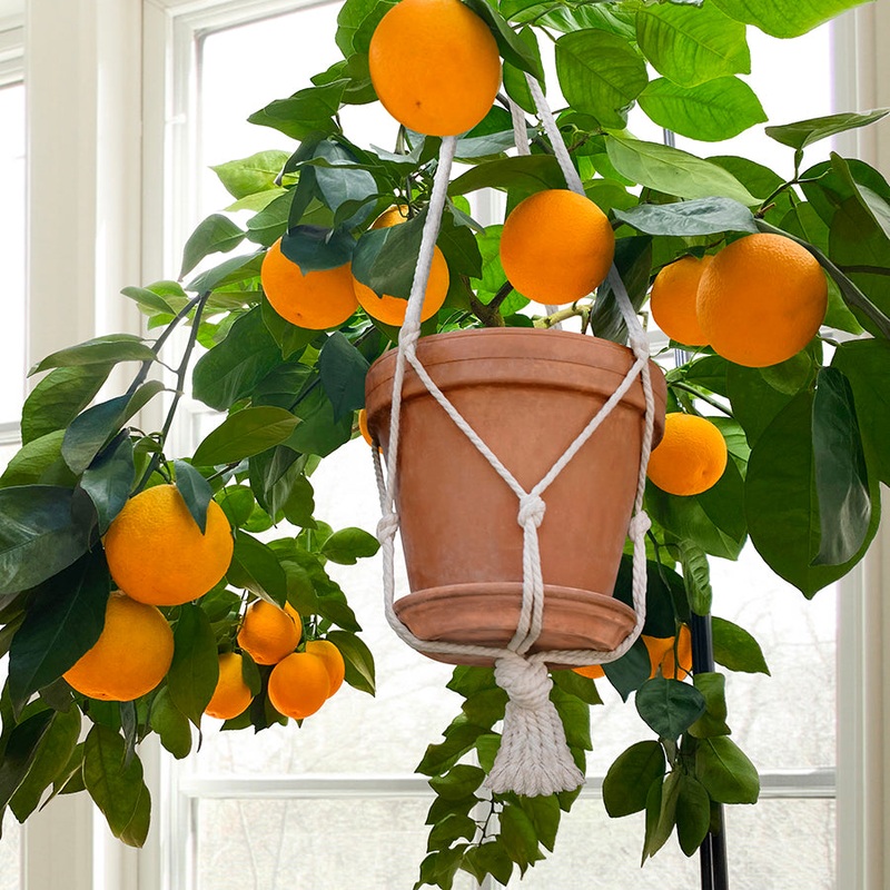 Sweet Orange Tree Cipo (Citrus sinensis hybrid)