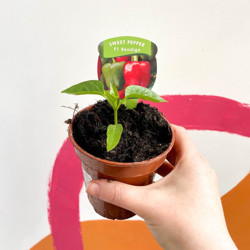 Sweet Pepper – Capsicum annuum ‘Bendigo’ F1 – British Grown