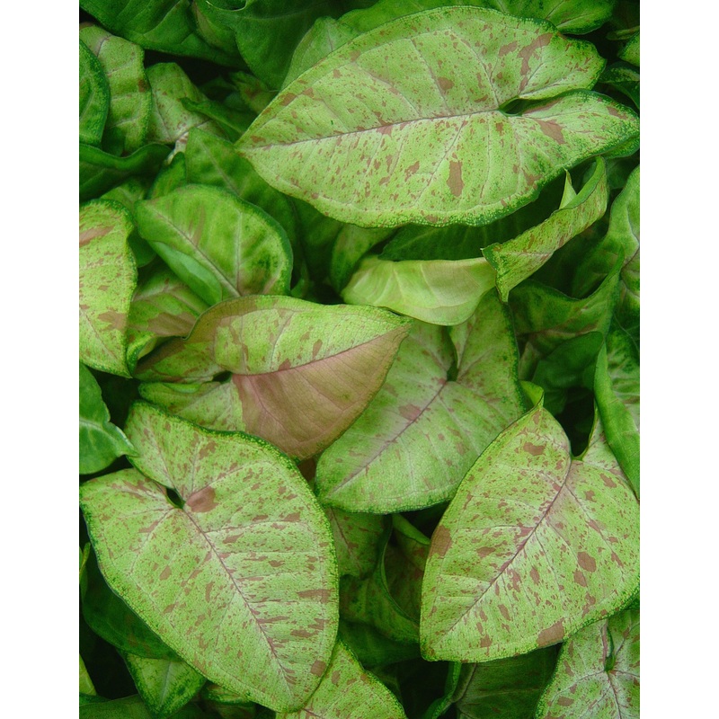 Syngonium Confetti PP (Syngonium podophyllum hybrid)
