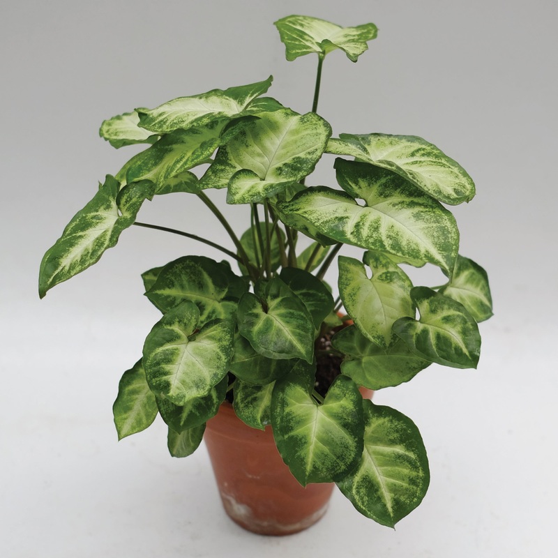 Syngonium Pixie (Syngonium podophyllum)