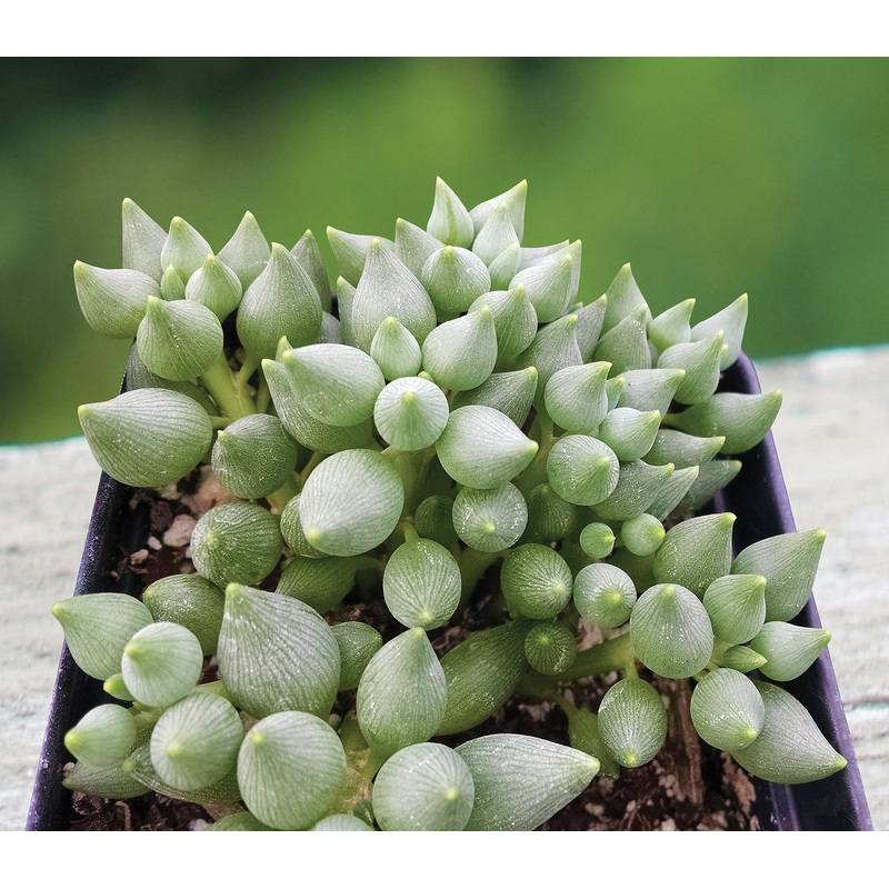 Tear-Drop Senecio (Senecio citriformis)