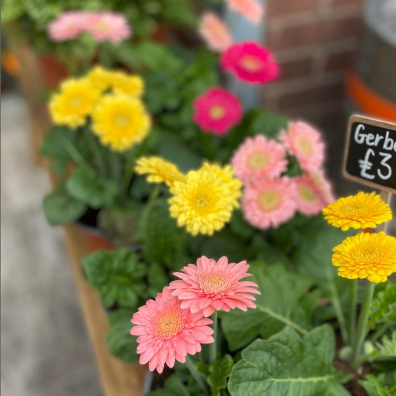 Transvaal Daisy – Gerbera|Bright Pink|Peachy Pink|Buttery Orange