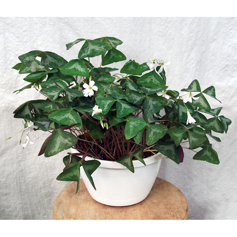 Variegated Green Shamrock Plant (Oxalis triangularis)
