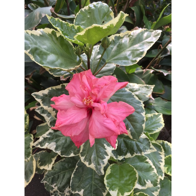 Variegated Pink Hibiscus (Hibiscus rosa sinensis hybrid)