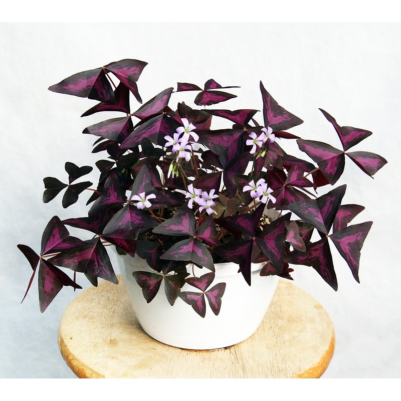 Variegated Purple Shamrock Plant (Oxalis triangularis atropurpurea)