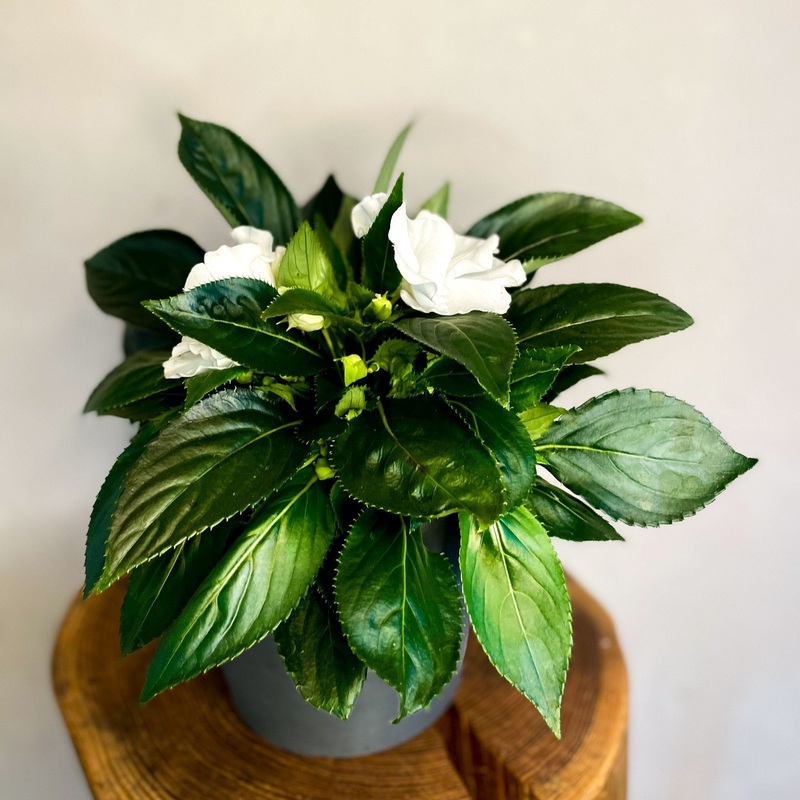 White Busy Lizzie – Impatiens ‘New Guinea’