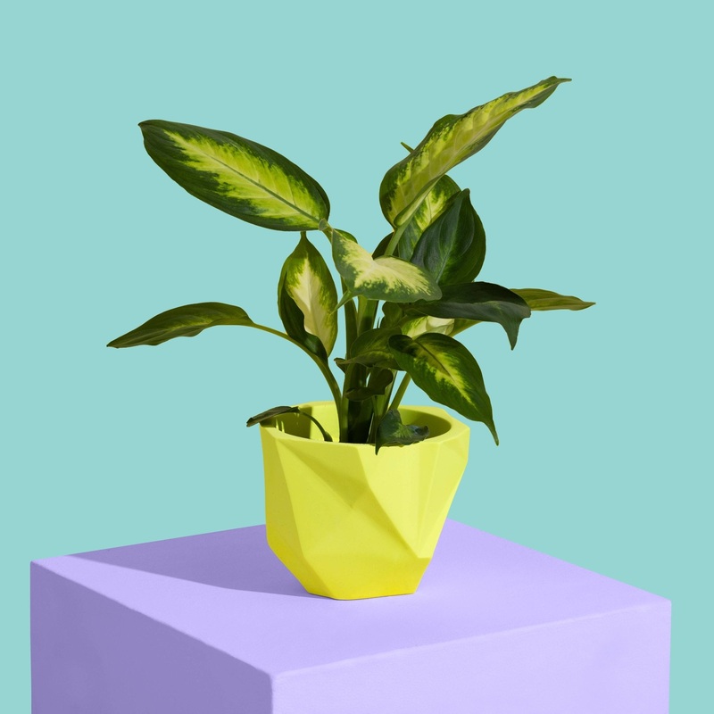 Yellow Block Colour Plant Pot – Medium