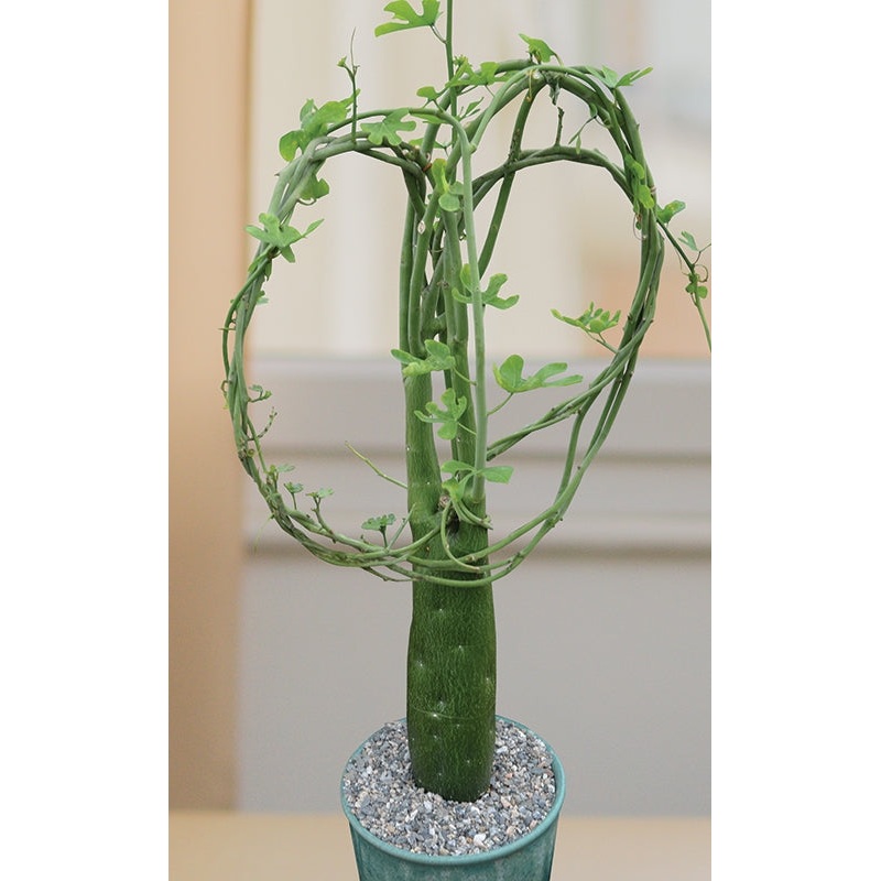 Adenia (Adenia venenata)