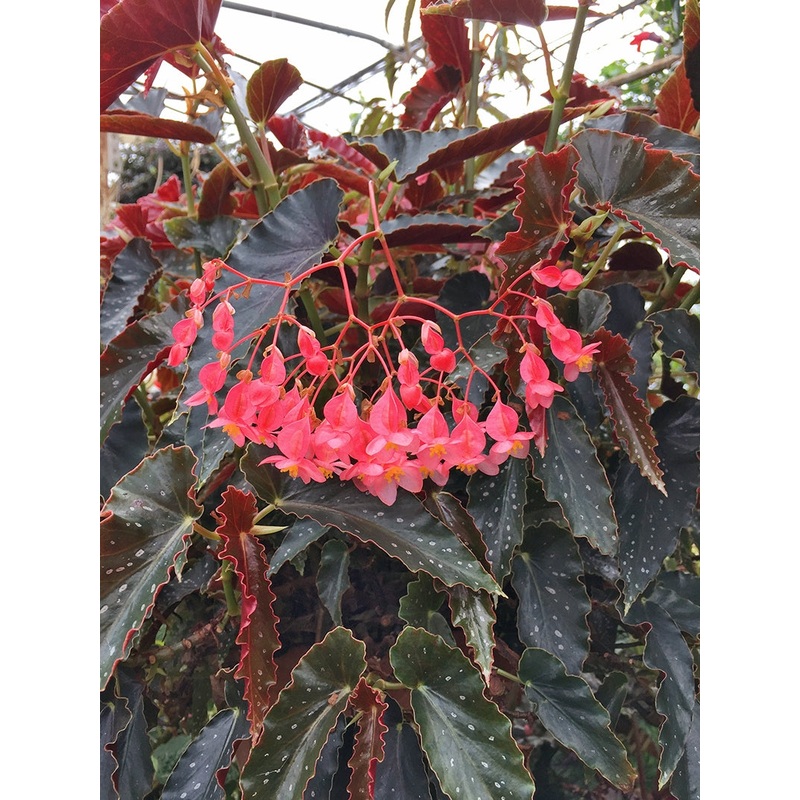 Angel Wing Begonia Pinafore (Begonia fibrous hybrid)