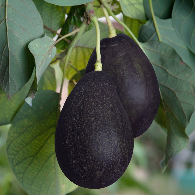 Avocado Tree Oro Negro (Persea americana hybrid)
