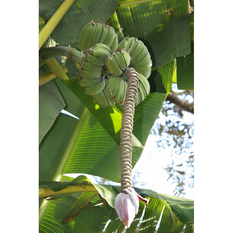 Banana Plant Praying Hands (Musa hybrid)