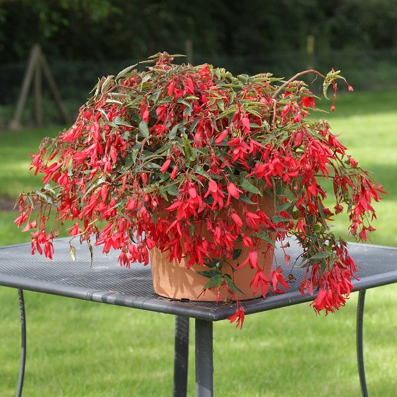 Begonia Bossa Nova Red (Begonia boliviensis)