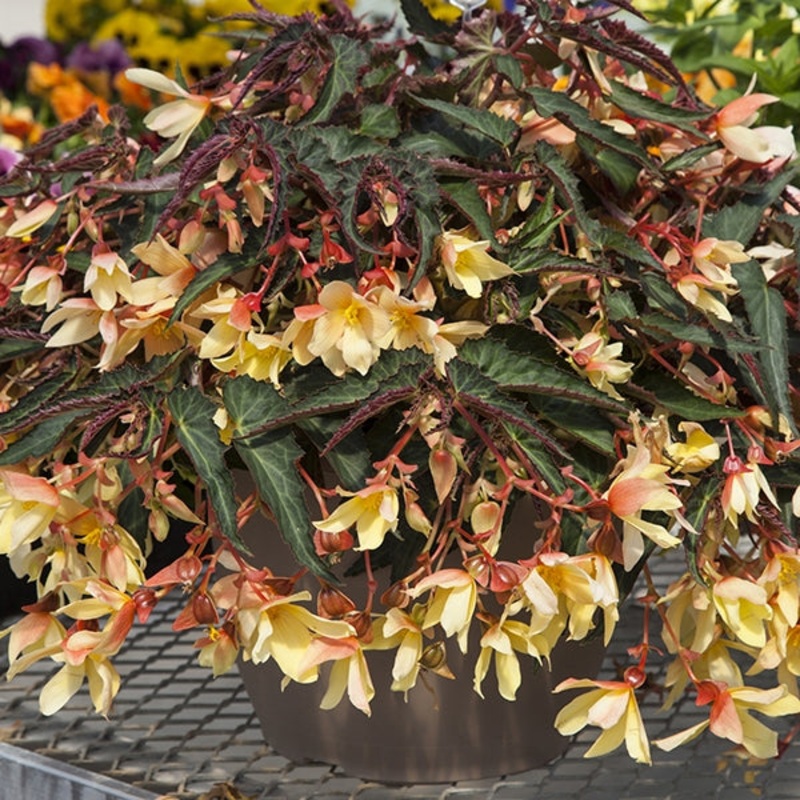 Begonia Bossa Nova Yellow (Begonia boliviensis)