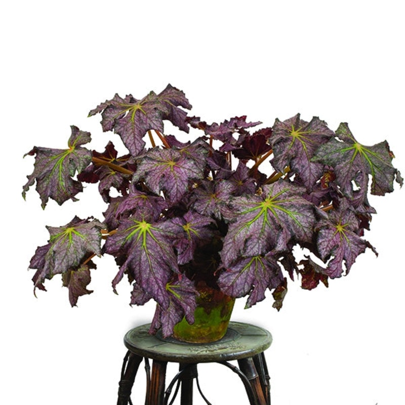 Begonia Dean Turney (Begonia rhizomatous hybrid)