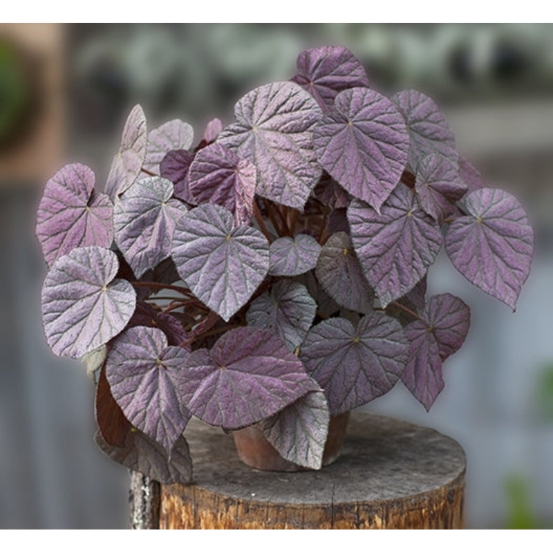 Begonia Harmonys Passing Storm (Begonia rhizomatous hybrid)